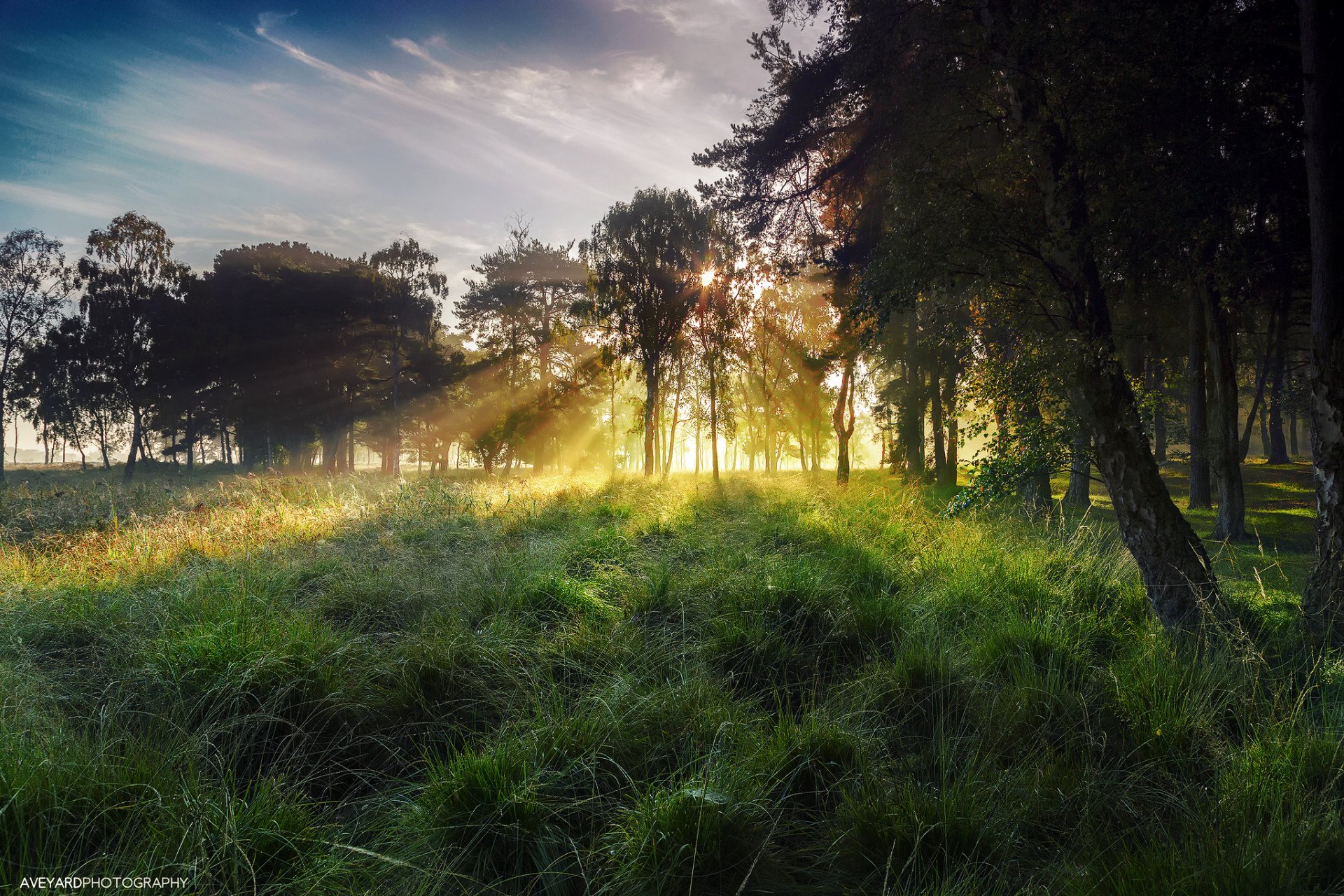 inglaterra yorkshire del norte york strensall otoño octubre mañana cielo luz rayos niebla sol hierba rocío árboles árbol