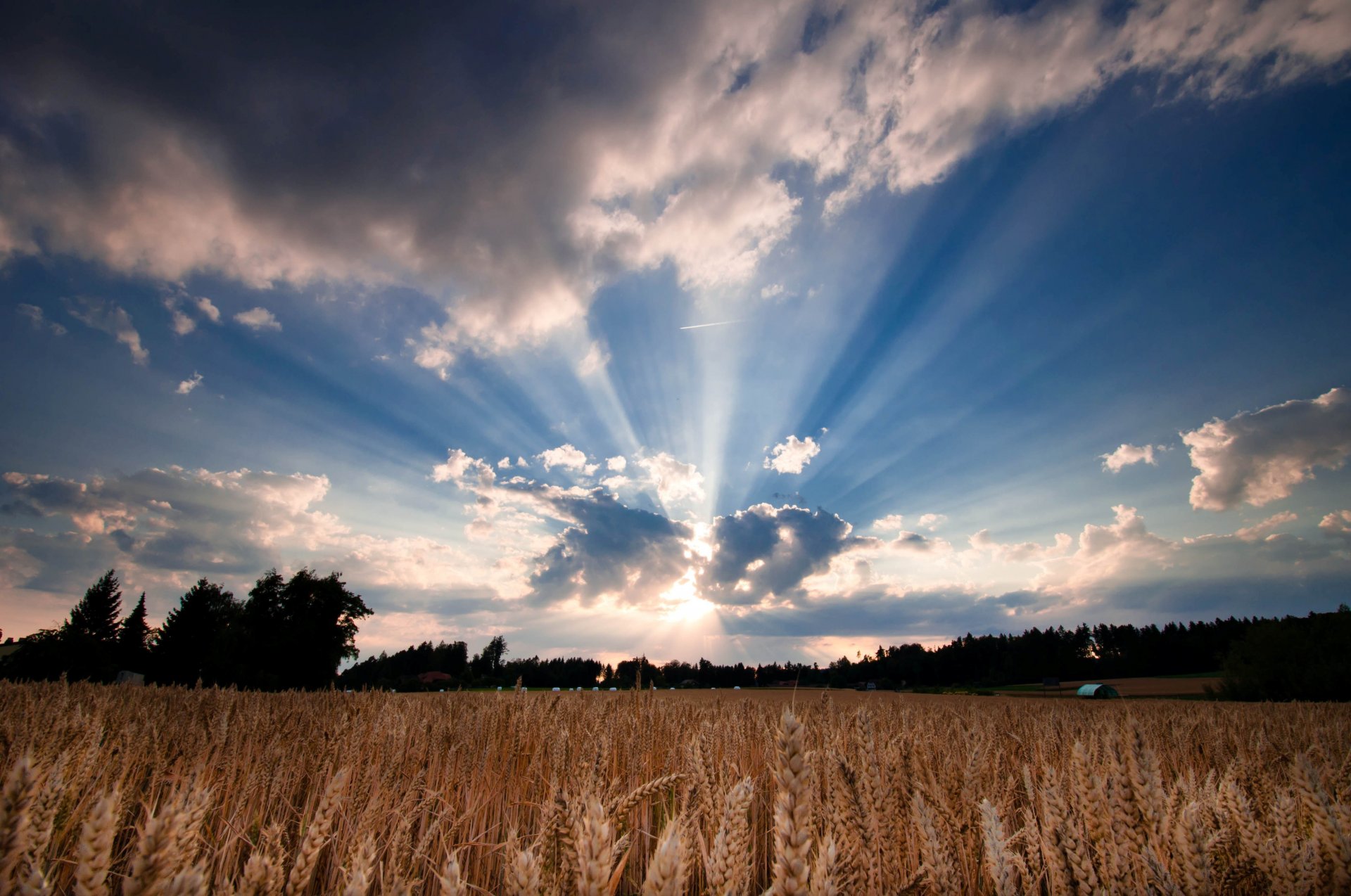 natura grano segale campo spighe alberi albero foglie volantini sole cielo nuvole sfondo carta da parati widescreen schermo intero widescreen widescreen