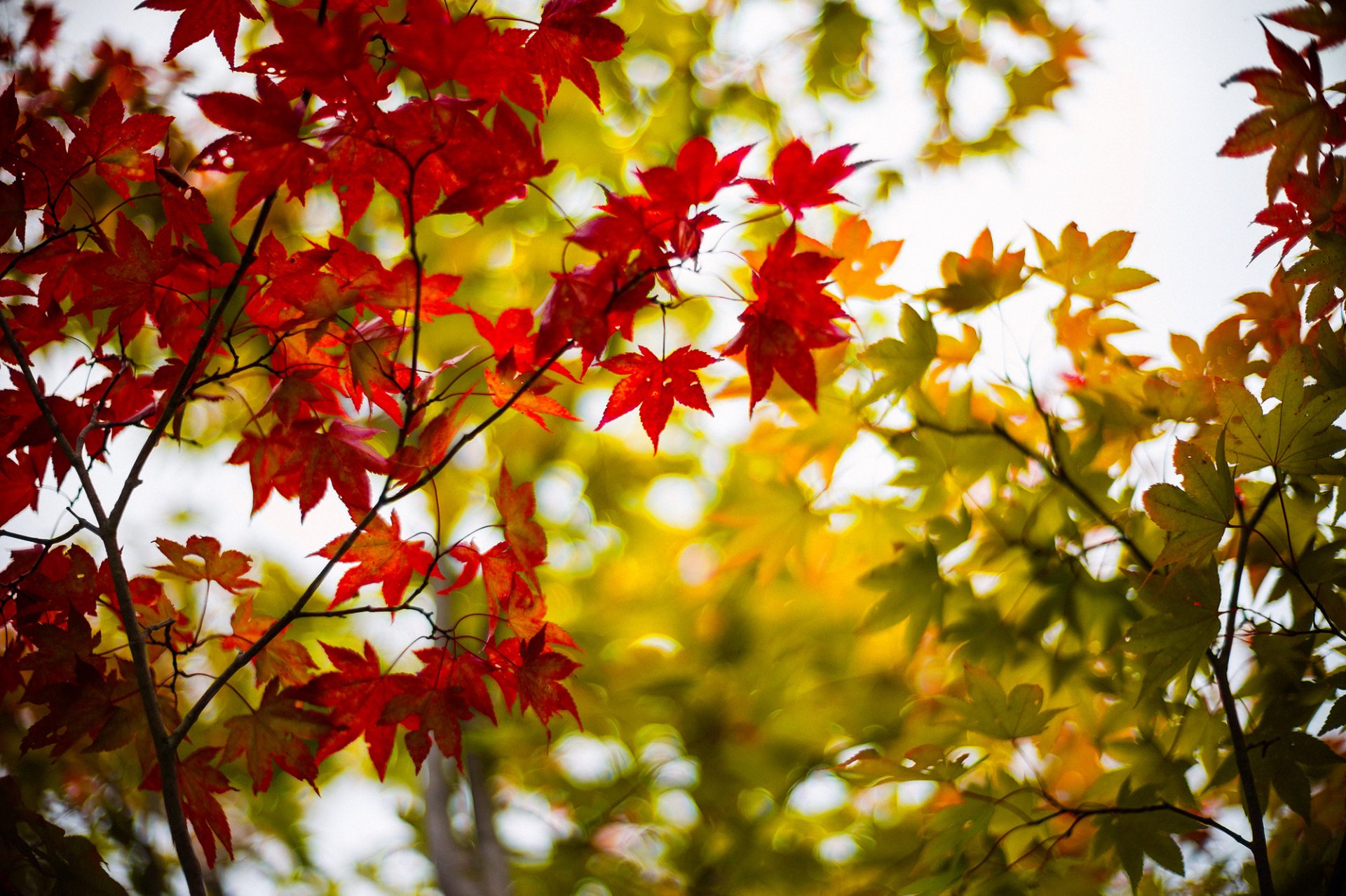 foglie acero bordeaux verde rami albero alberi autunno sfocatura