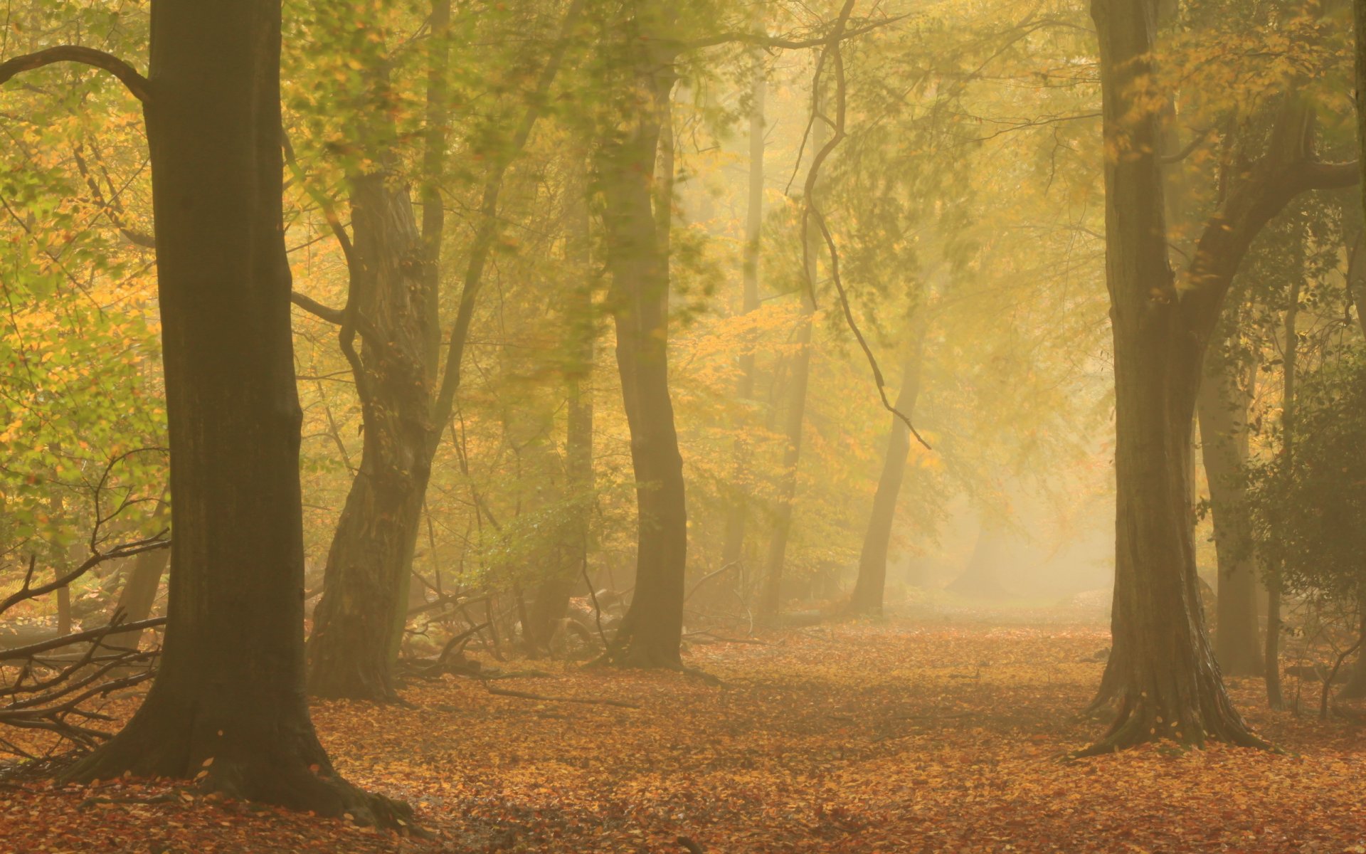 bosque otoño niebla naturaleza