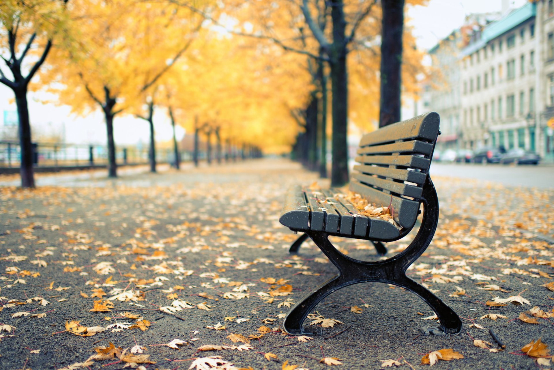 canadá quebec montreal parque banco banco otoño árboles amarillo hojas