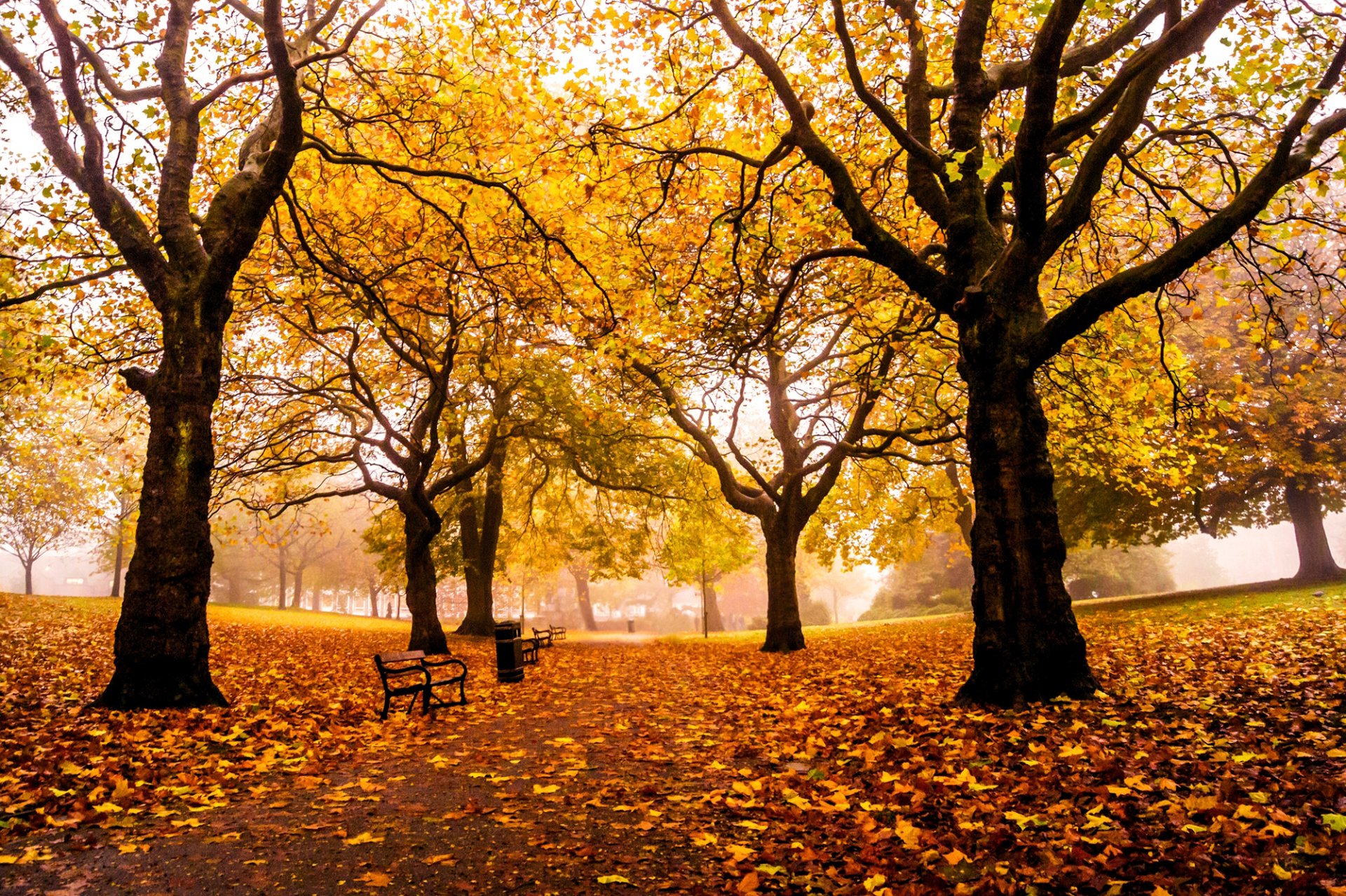 heffield weston park england united kingdom park autumn alley road trees leaves yellow benches benches benche