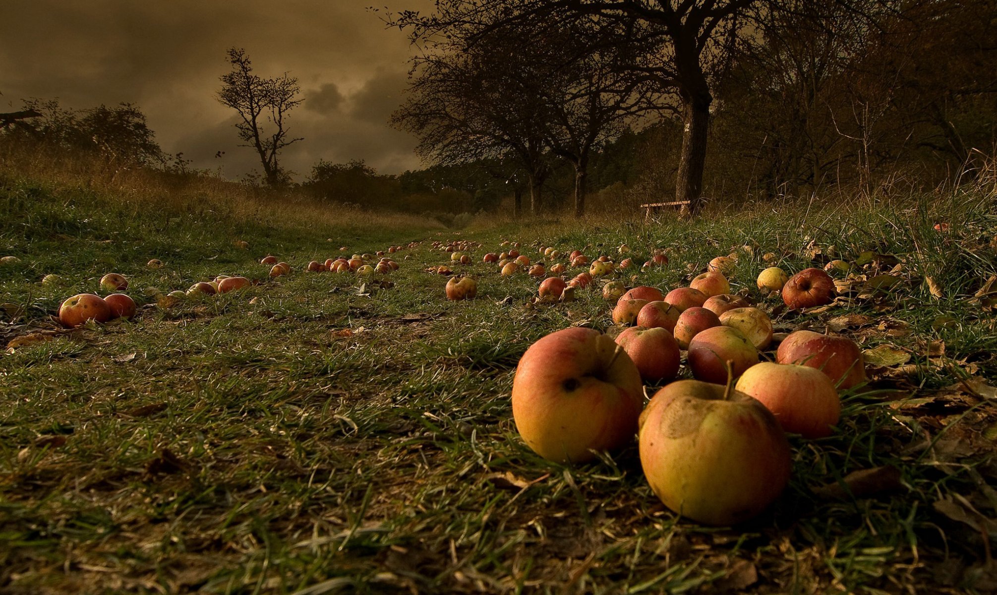 autunno giardino mele cadute dopo la tempesta