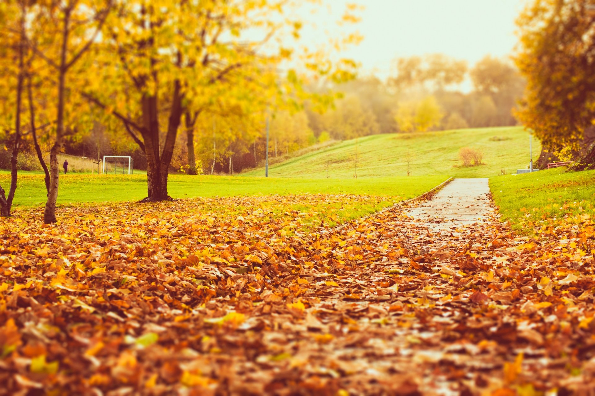 parque naturaleza otoño árboles hojas amarillo naranja carretera césped hierba desenfoque