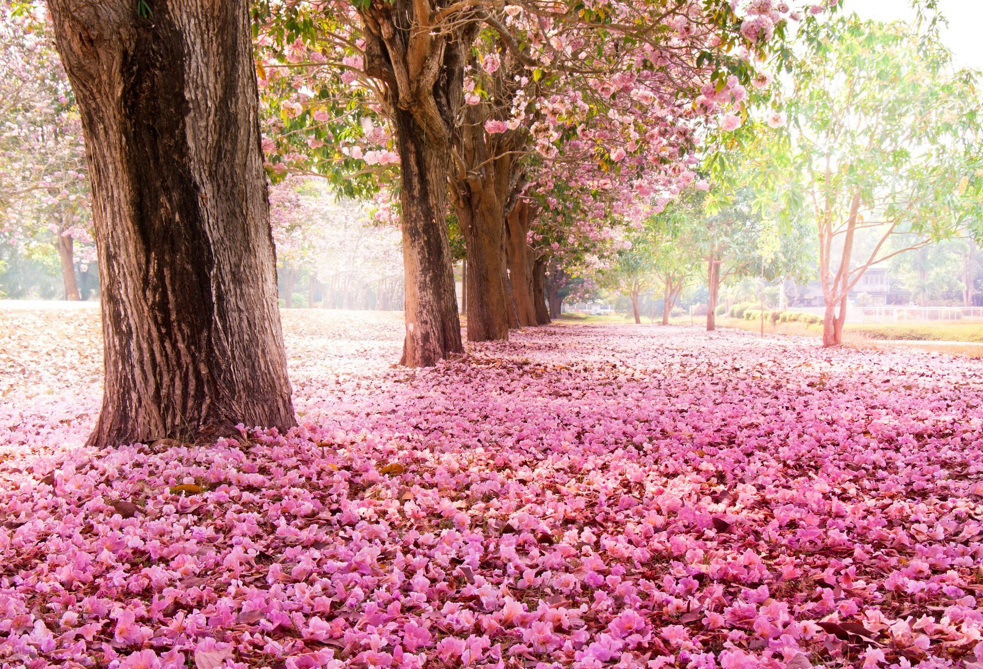 parc arbres sakura floraison fleurs rose nature