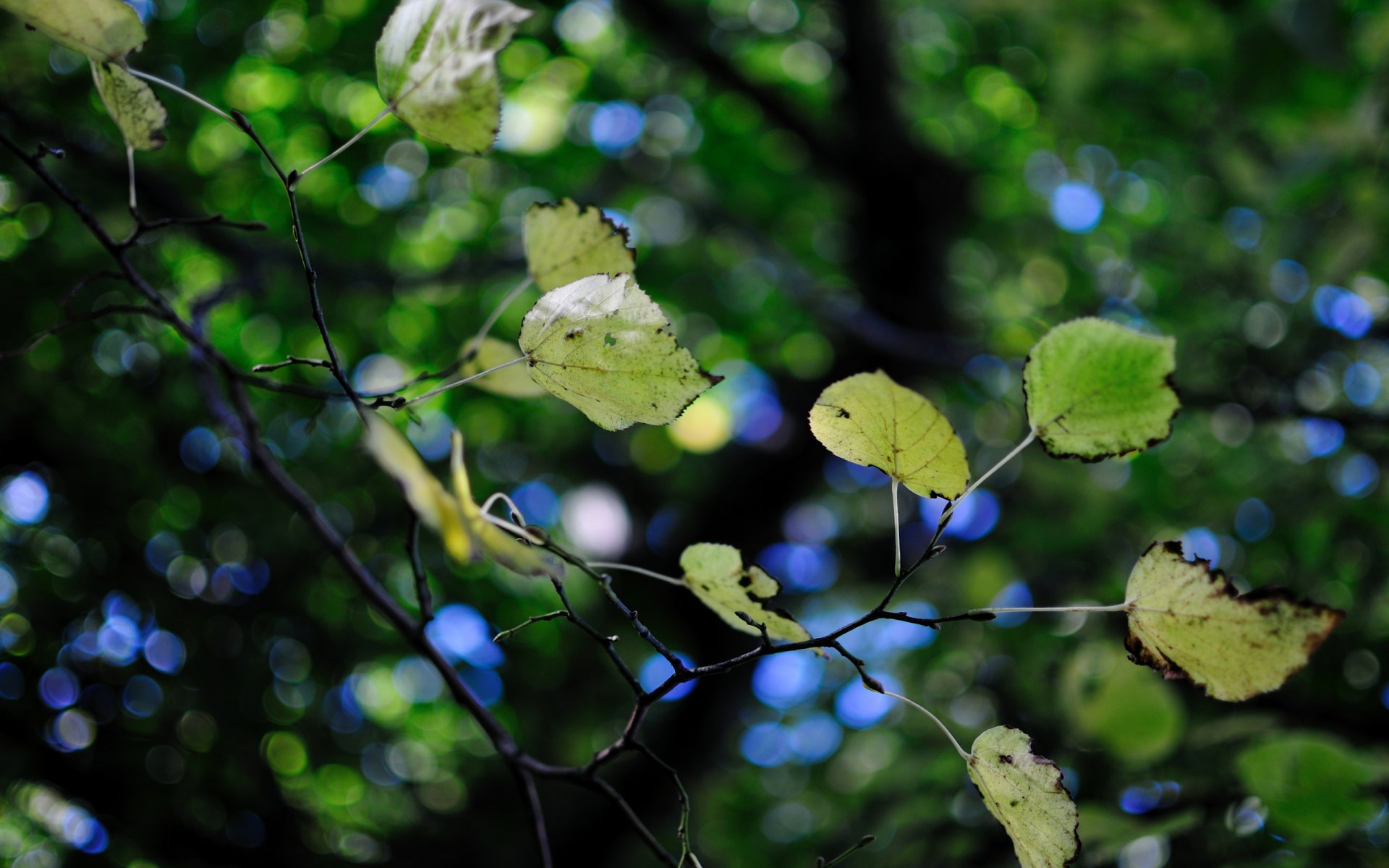 fogliame verde albero foglie ramo bokeh sfocatura luci