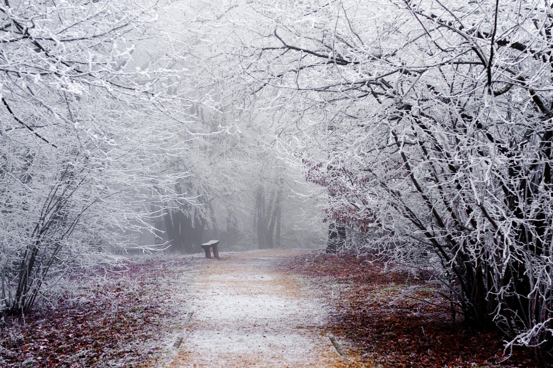 natura zima śnieg szron gałęzie drzewa droga ścieżka park ławka ławka ławka ławka