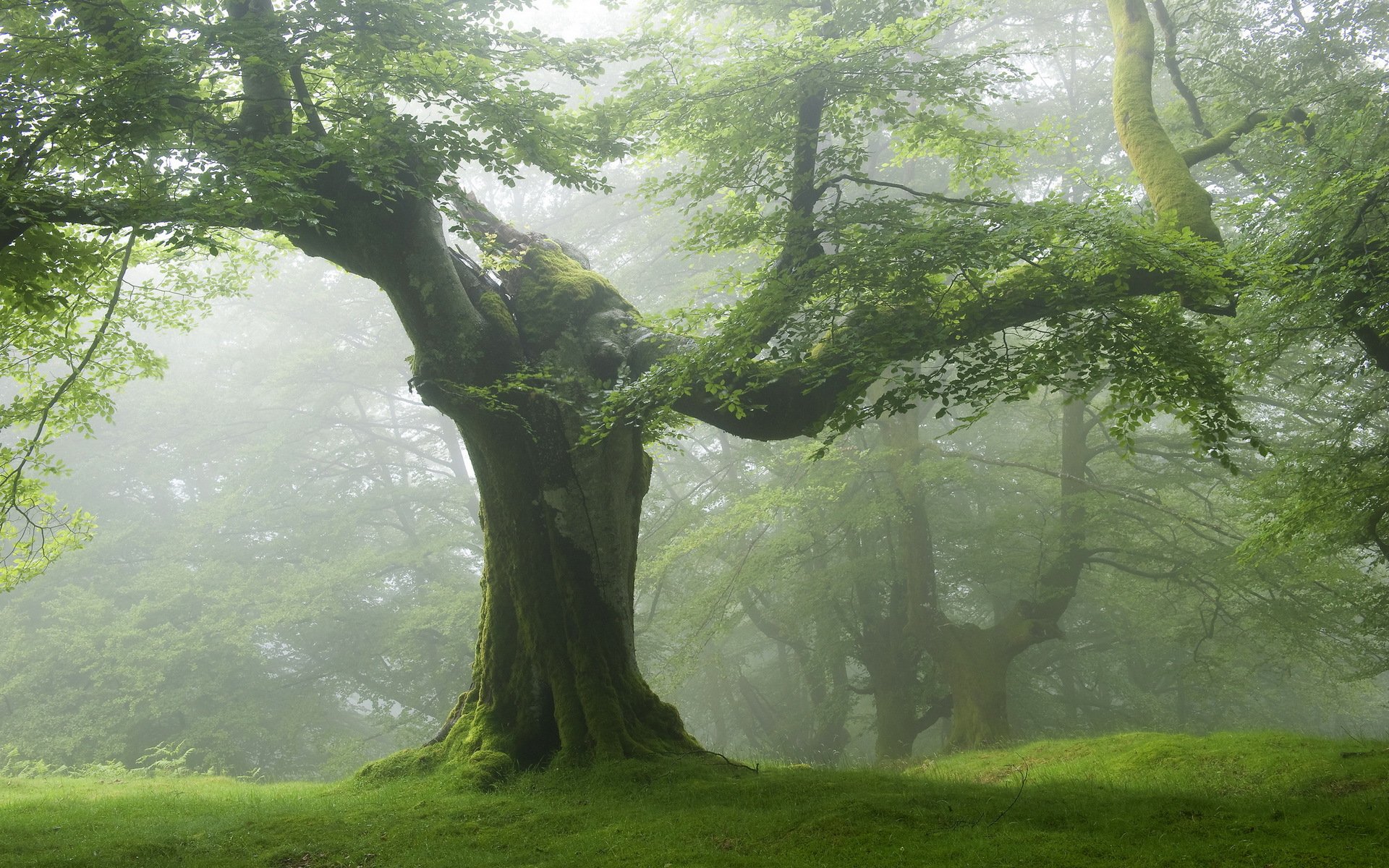 arbre brouillard paysage nature