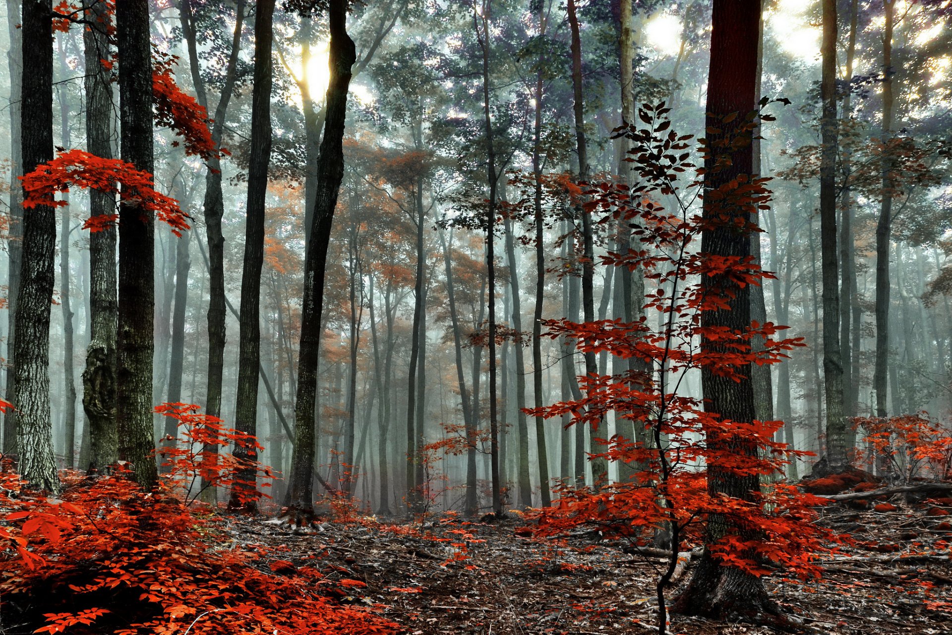 bosque árboles otoño niebla mañana