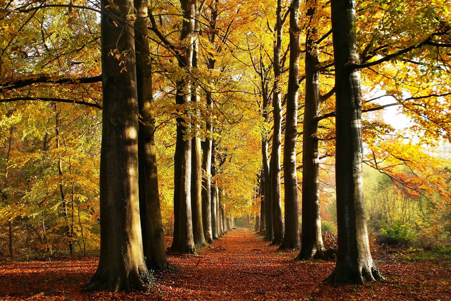 park alley autumn