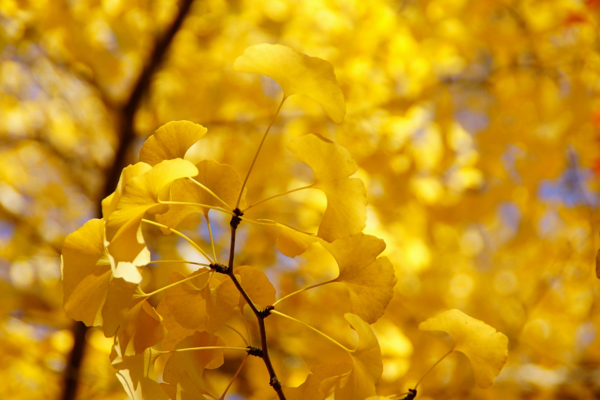 autunno foglie ramo giallo albero