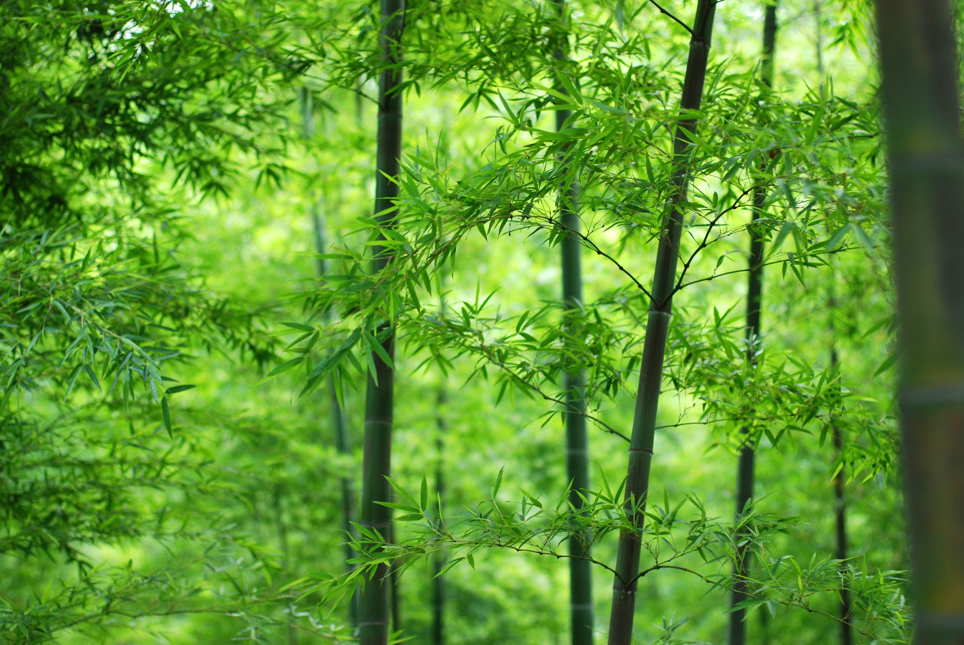 wald stamm blätter bambus