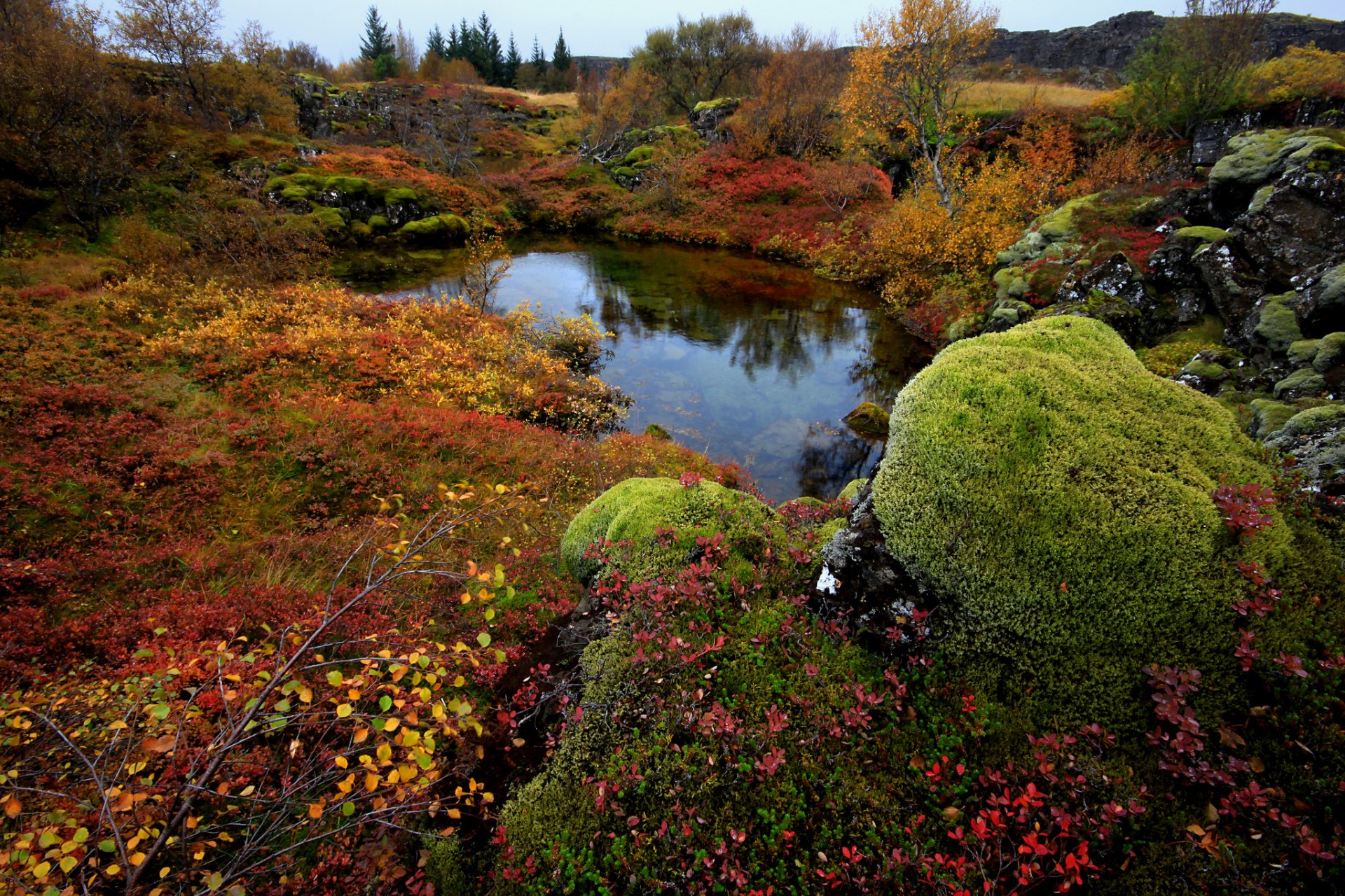 islandia parque nacional thingvellir árboles piedras musgo lago otoño