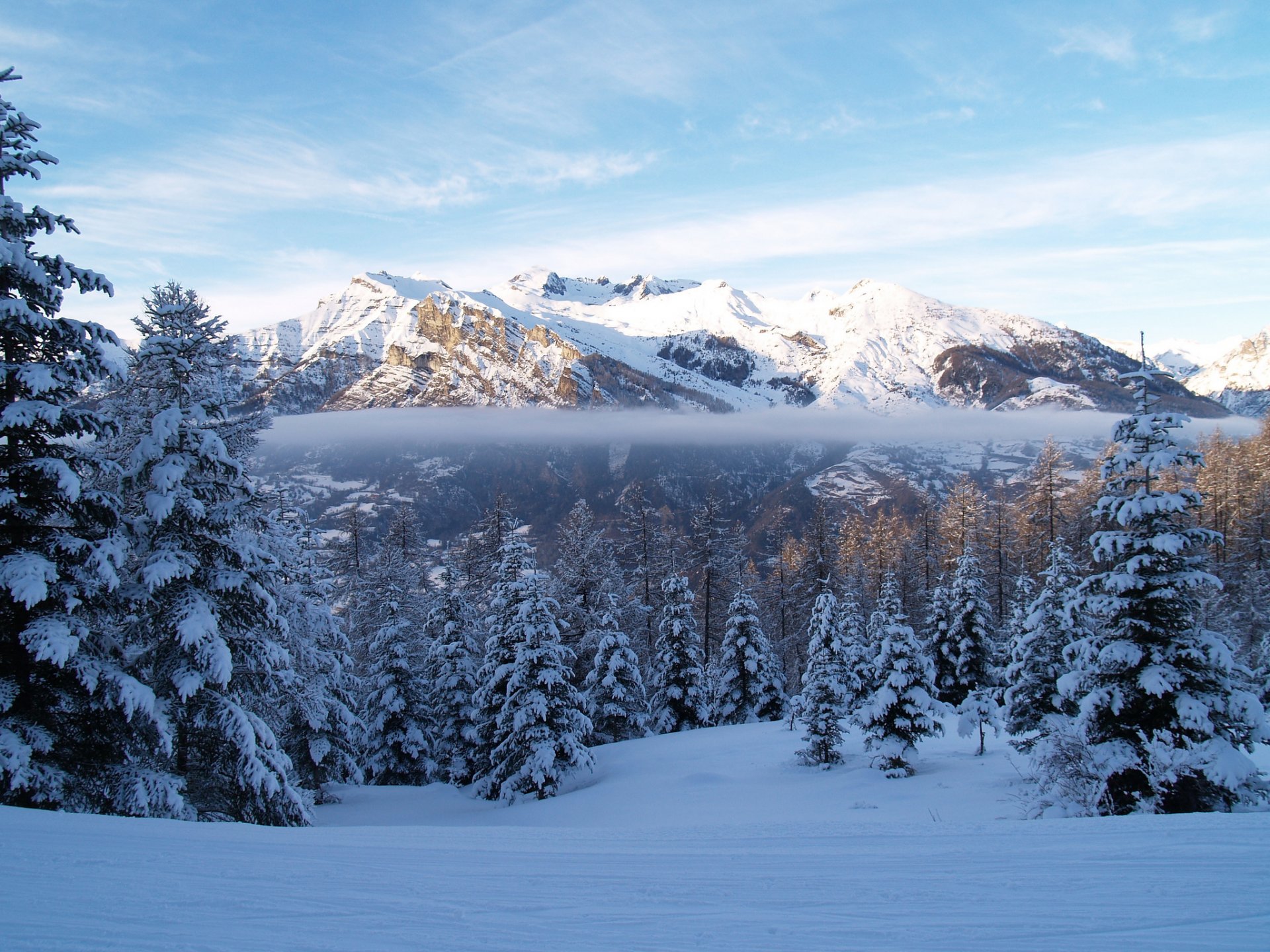 winter mountain forest spruce snow fog