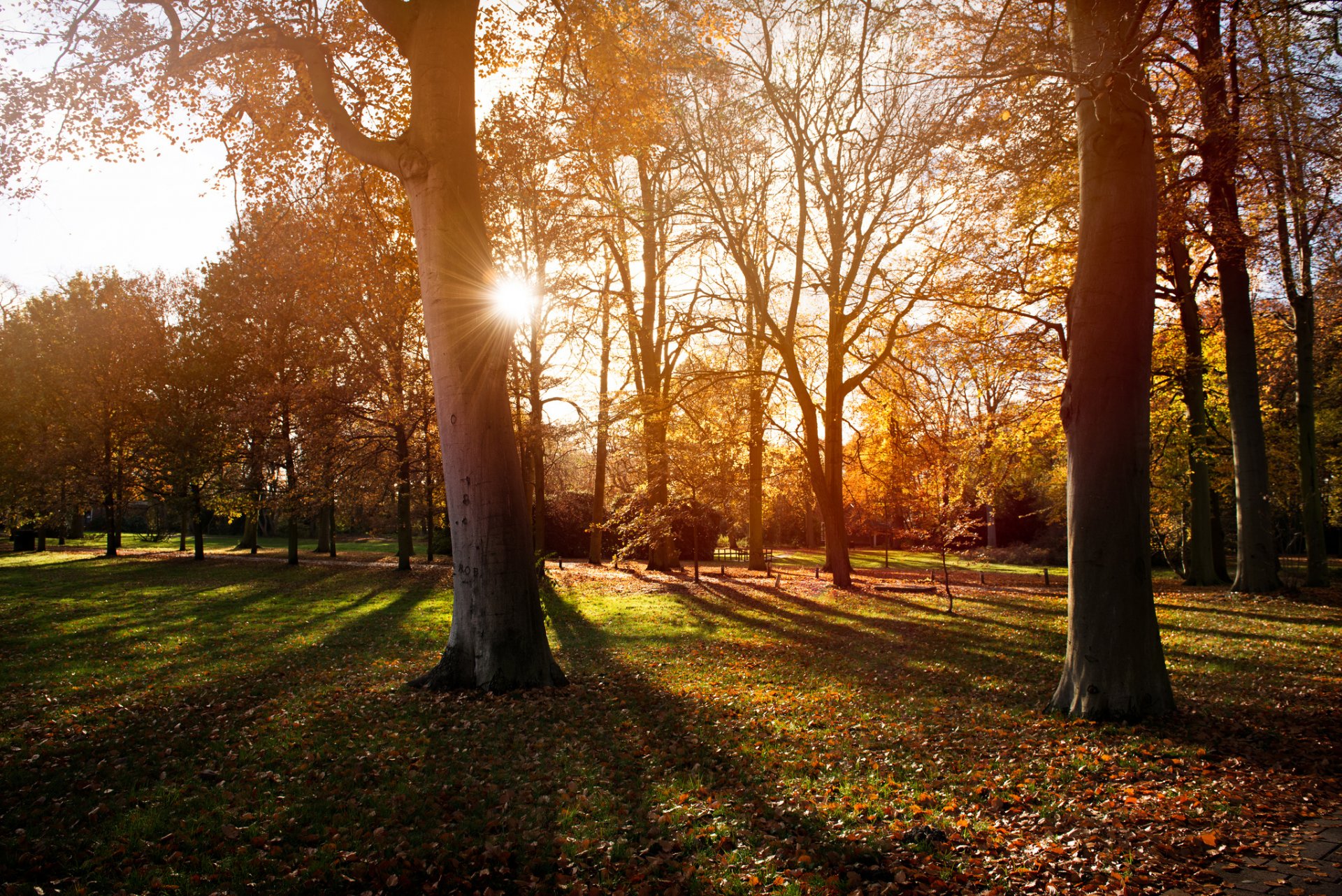 parc arbres nature automne coucher de soleil soleil lumière ombres