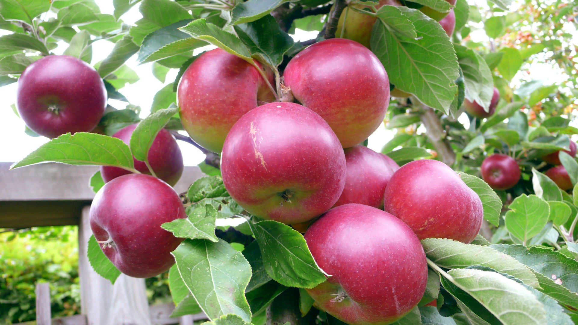 été jardin pommier vendange pomme juteux appétissant fruit