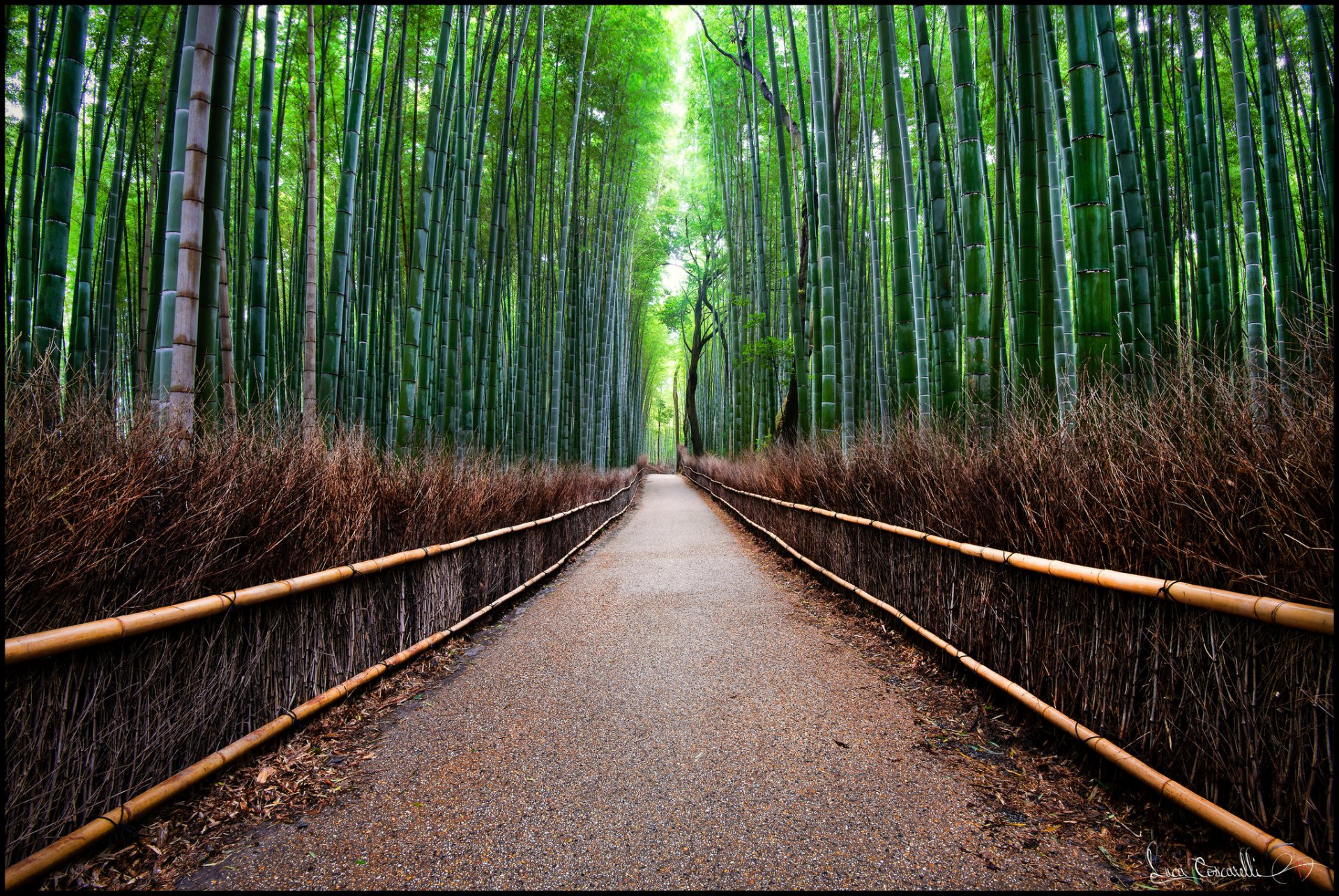 foresta bambù strada recinzione