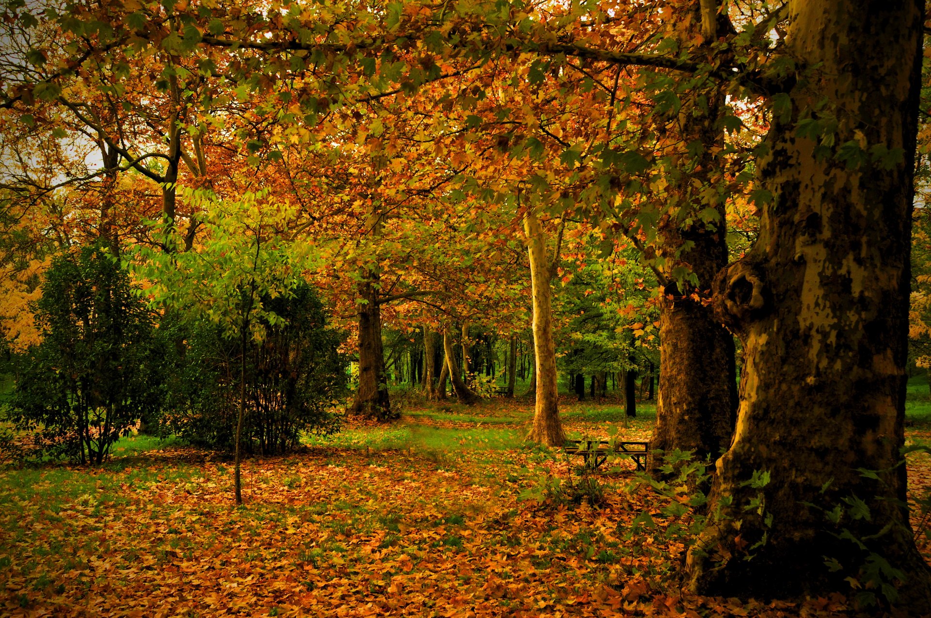 parc automne espagne madrid campo feuilles tronc arbres nature photo