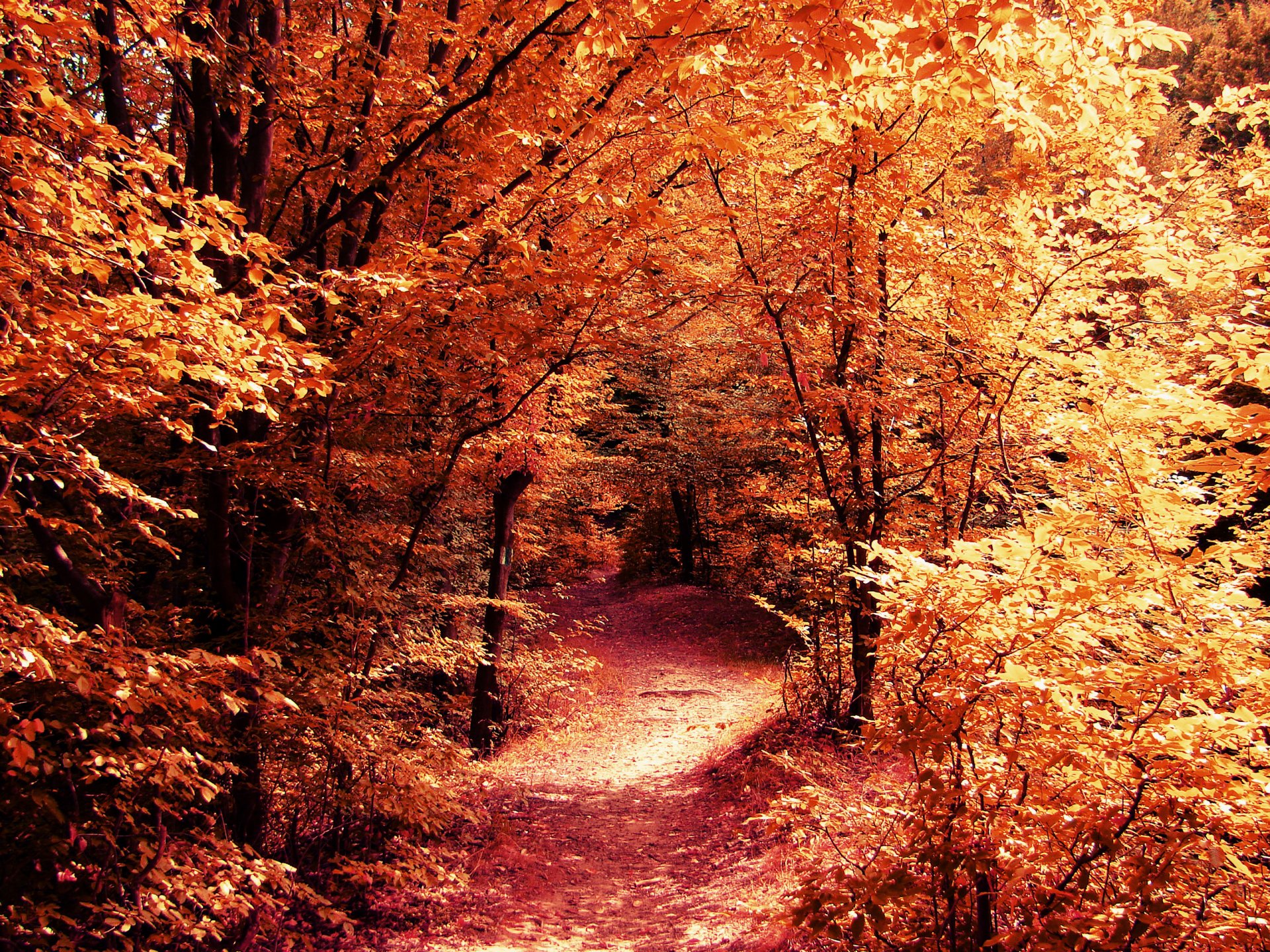 nature automne forêt route sentier arbres branches feuilles jaune