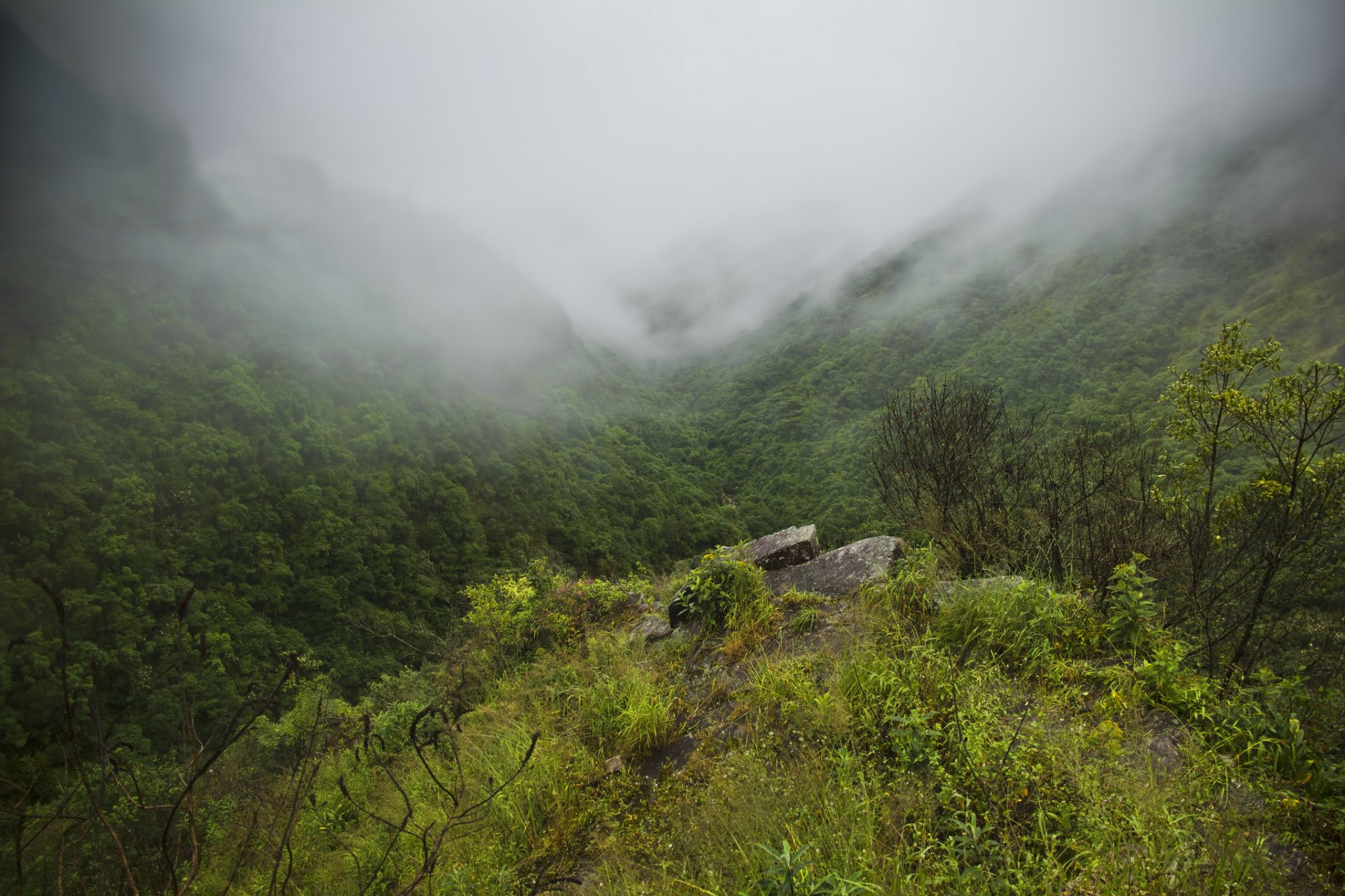 montagne foresta gola nebbia