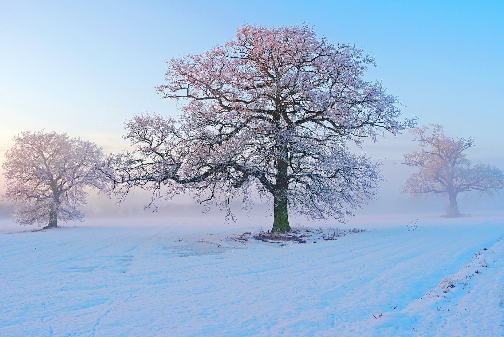 winter snow trees frost morning fog frost