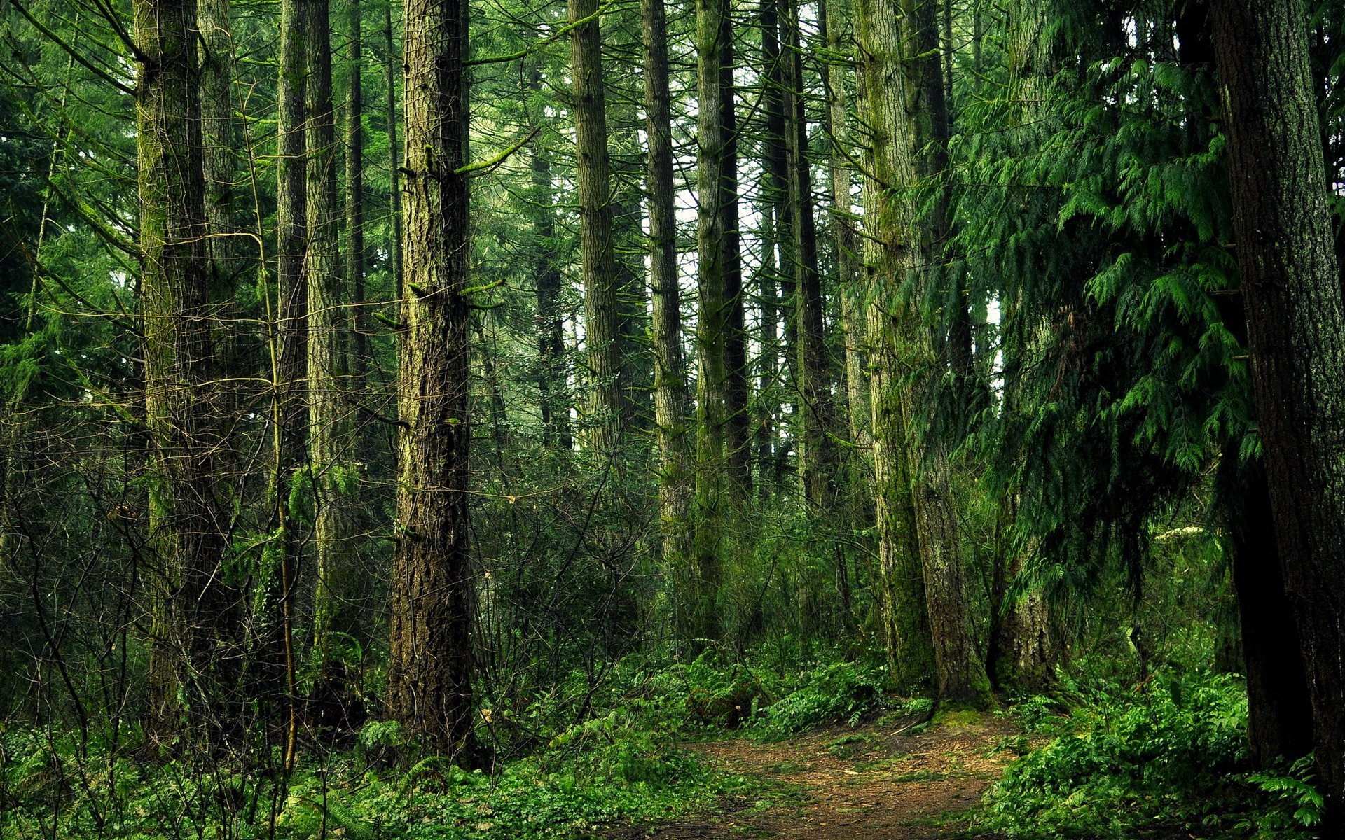 forest tree nature