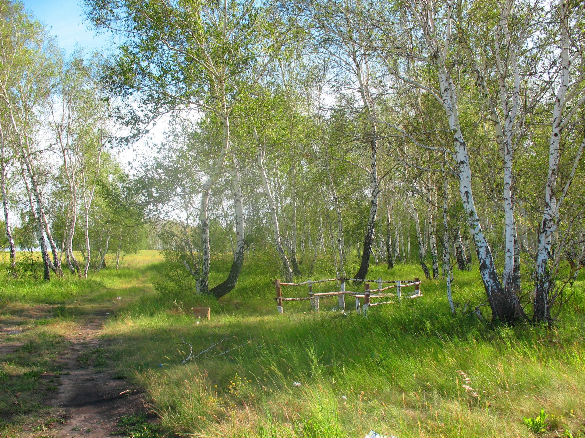 forest summer nature kazakhstan birch reserve forestry arykbalyk