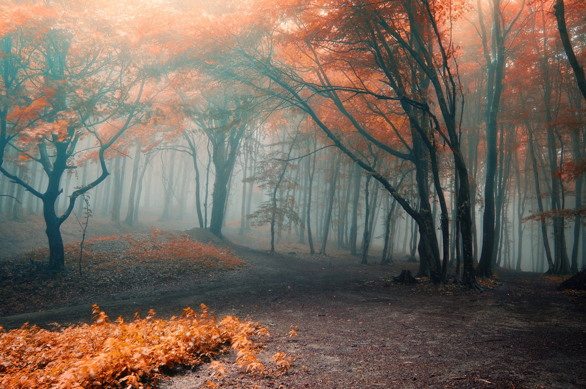 autumn forest fog leaves orange branches tree path nature