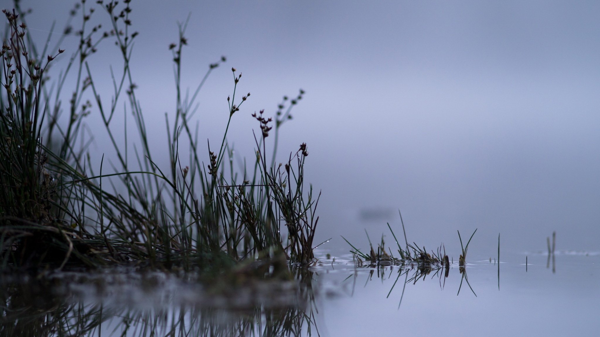 lac roseaux nature nuit gros plan