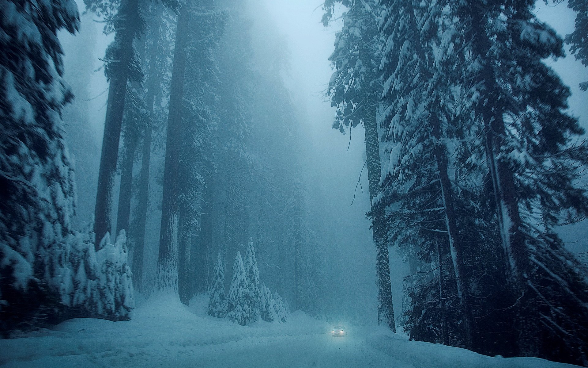 natura inverno neve albero alberi alberi di natale strada auto auto freddo inverno bianco sfondo carta da parati widescreen a schermo intero widescreen