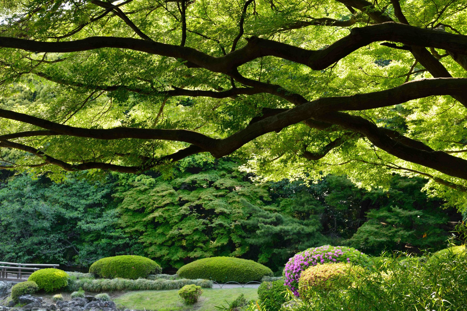 jardín nacional de shinjuku gyoen tokio japón shinjuku gyoen parque imperial de shinjuku parque árboles