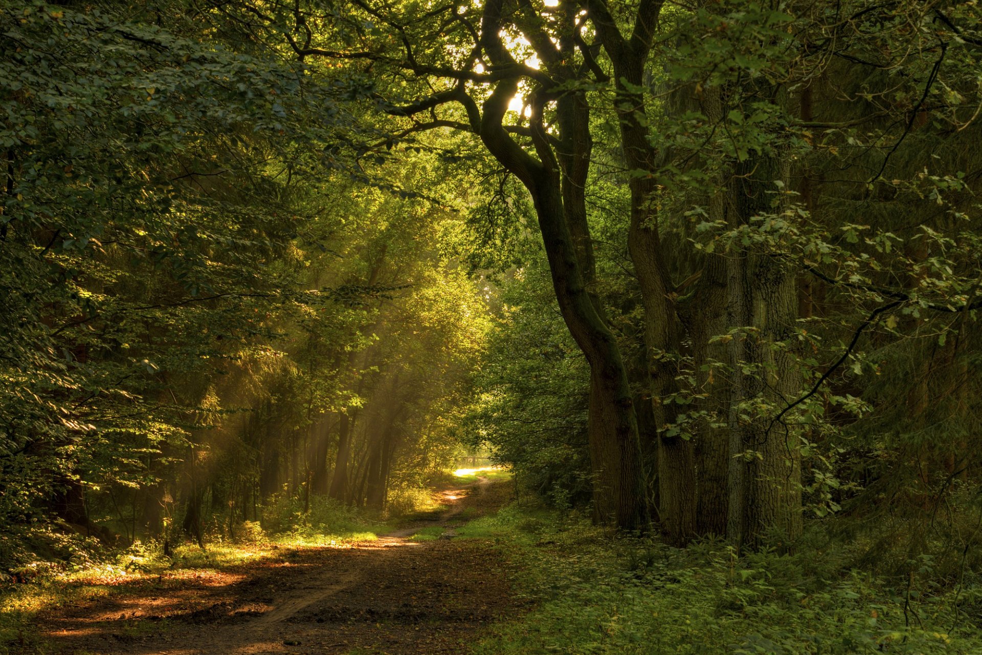 route sentier feuilles arbres nature forêt soleil lumière rayons