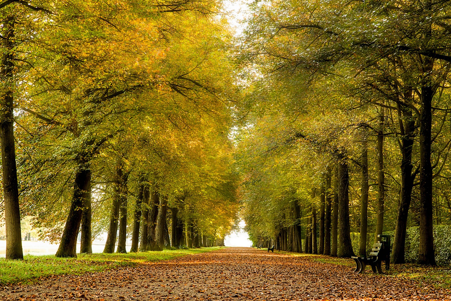 park aleja ławki liście jesień