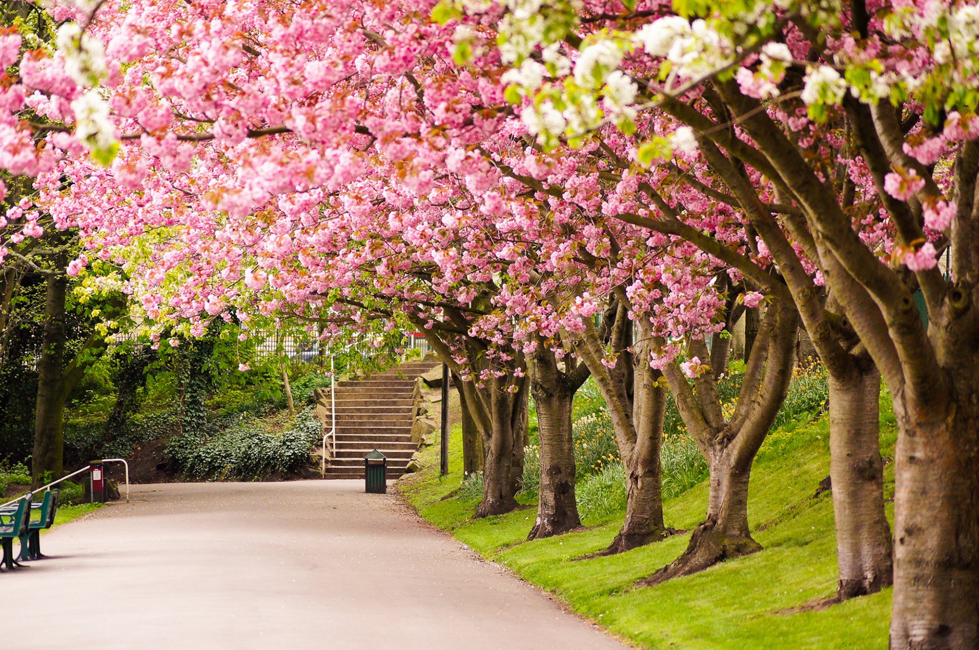 sheffield anglia wielka brytania park drzewa sakura kwitnienie droga aleja schody natura wiosna