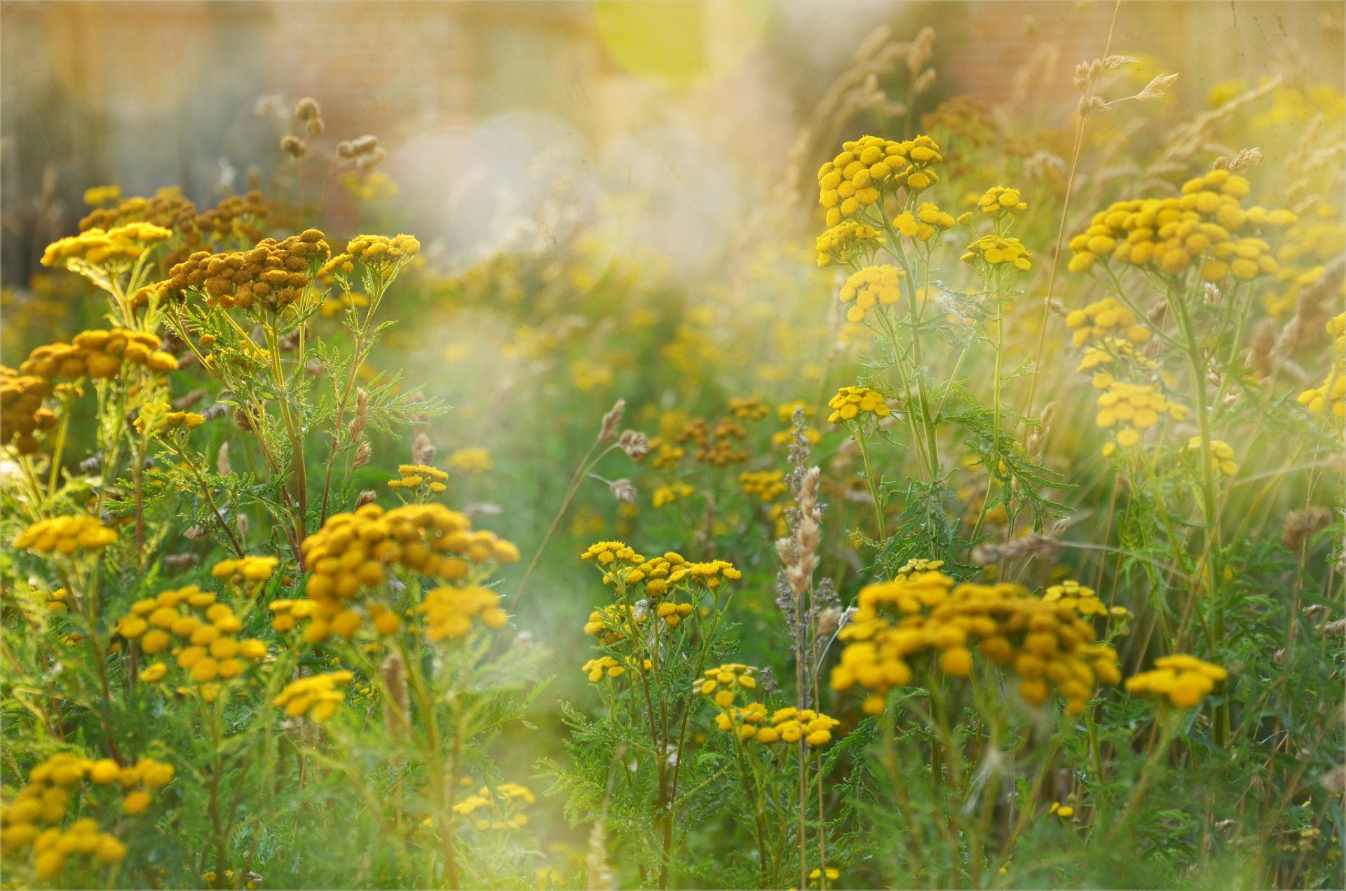 feld gras blumen gelb rainfarn sommer blendung