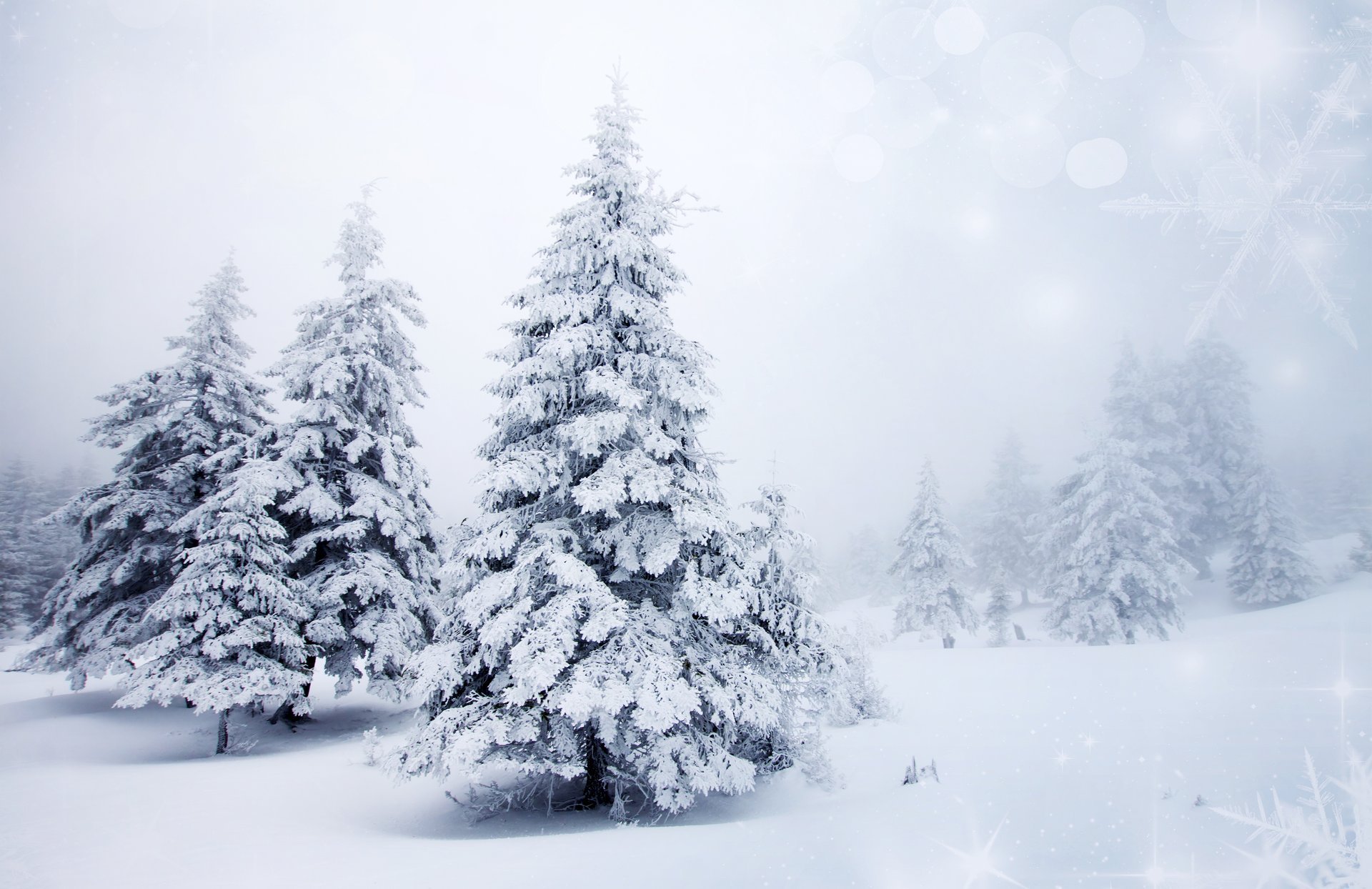 winter schnee weihnachtsbäume tannen bäume natur landschaft hintergrund schneeflocken bokeh