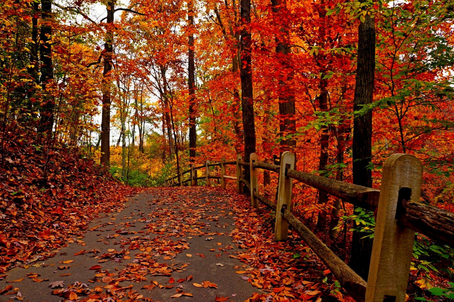 natura foresta parco alberi foglie colorato strada autunno caduta colori passeggiata