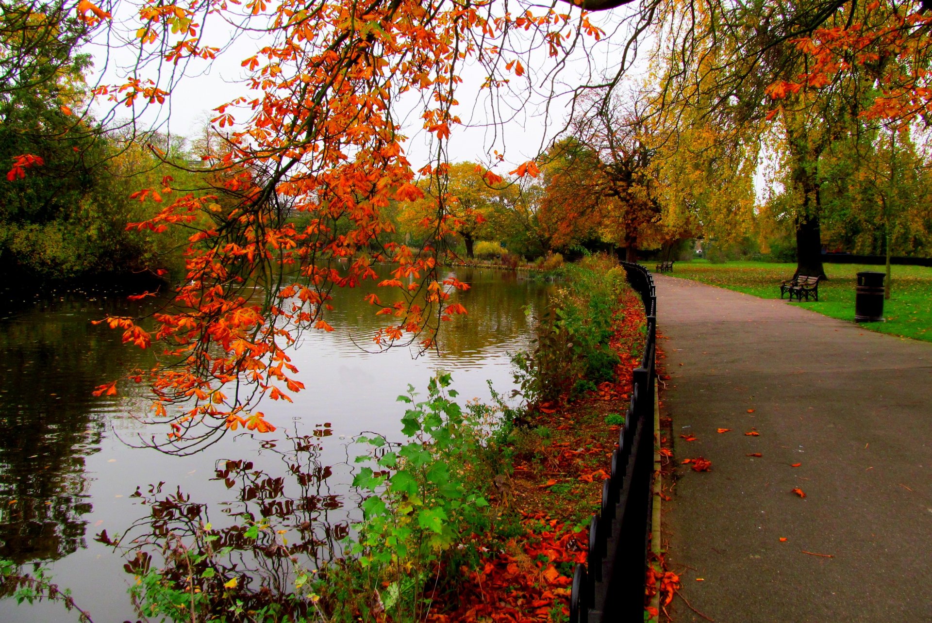 hojas parque callejón árboles bosque otoño paseo hdr naturaleza río agua cielo banco ver caída banco vista