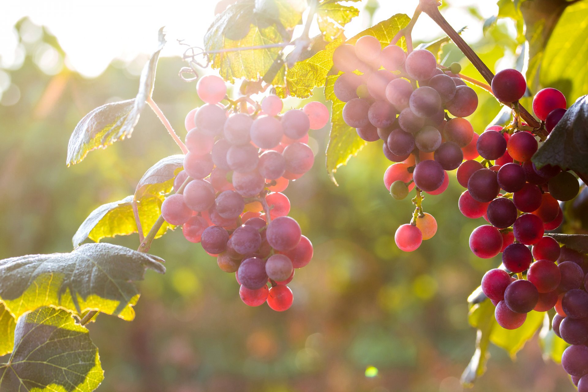 grapes clusters berries leaves light sun nature autumn