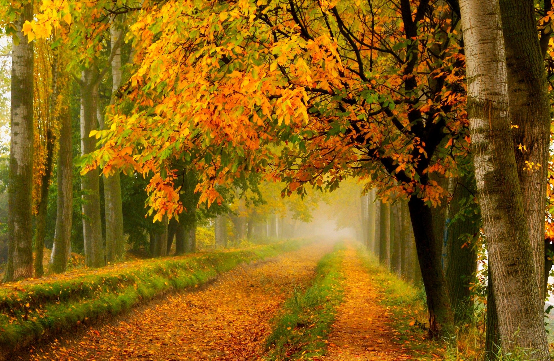 natura foresta parco alberi foglie colorato strada autunno caduta colori passeggiata