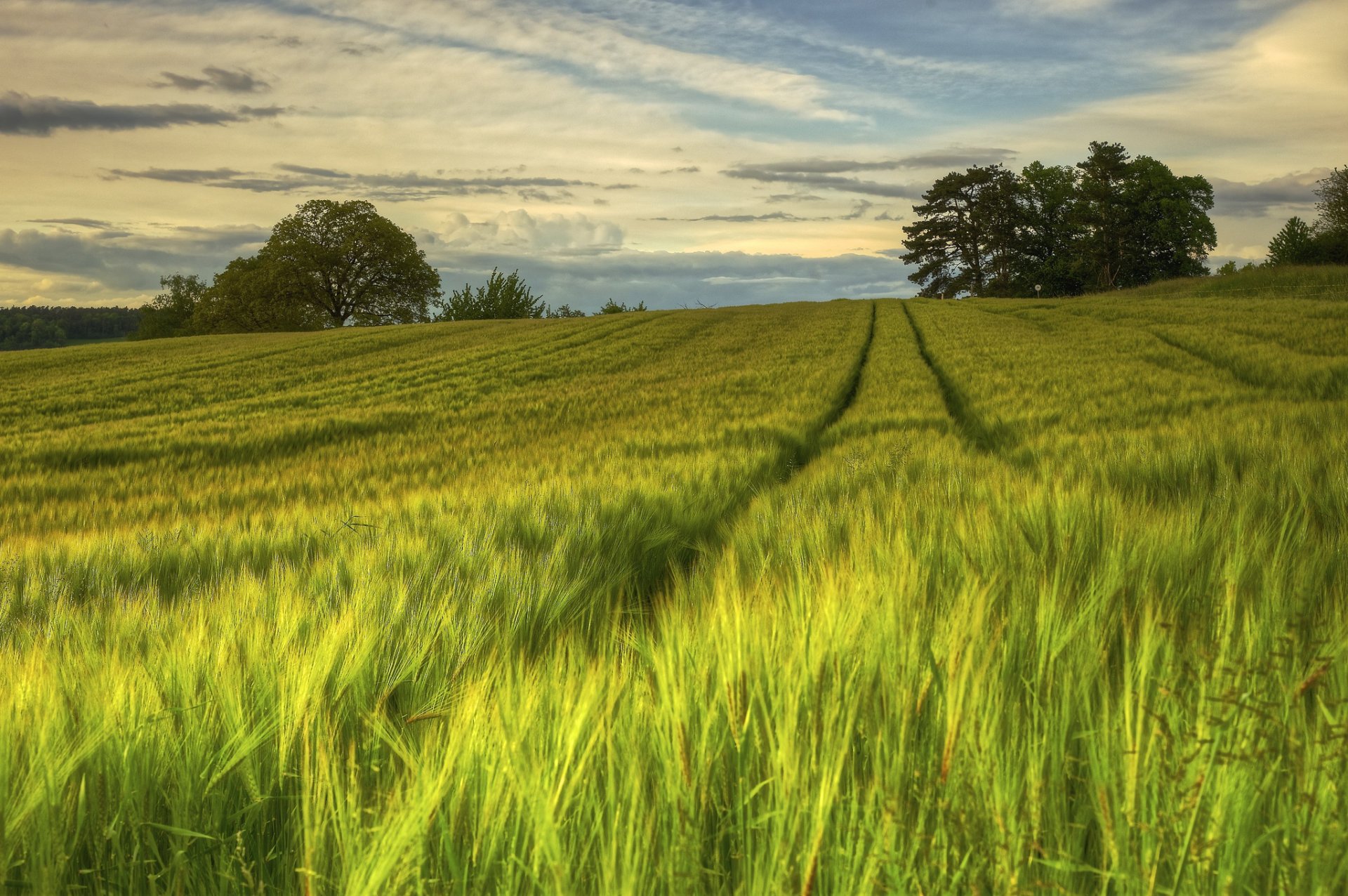 weden nature the field night summer