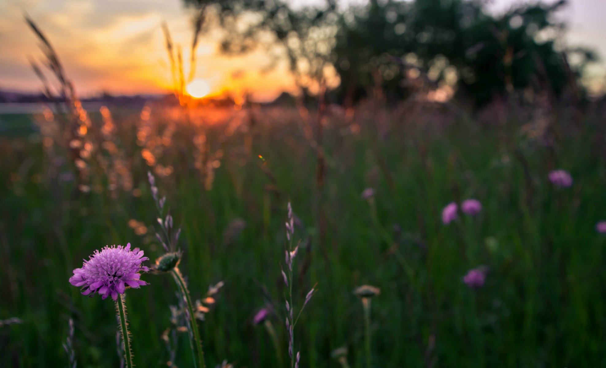 blumen flieder feld gras abend sonne sonnenuntergang makro unschärfe