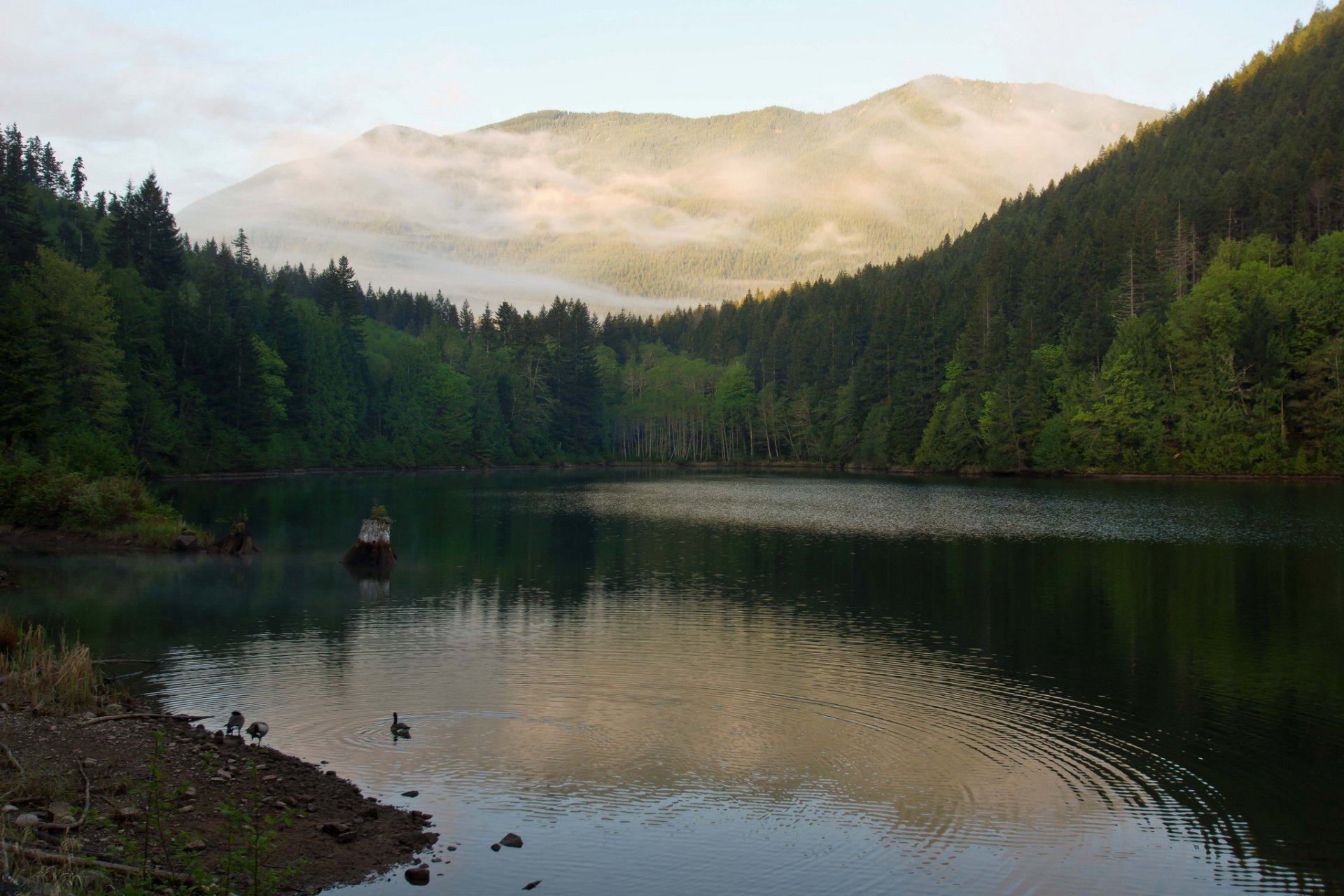 mountain forest lake duck morning