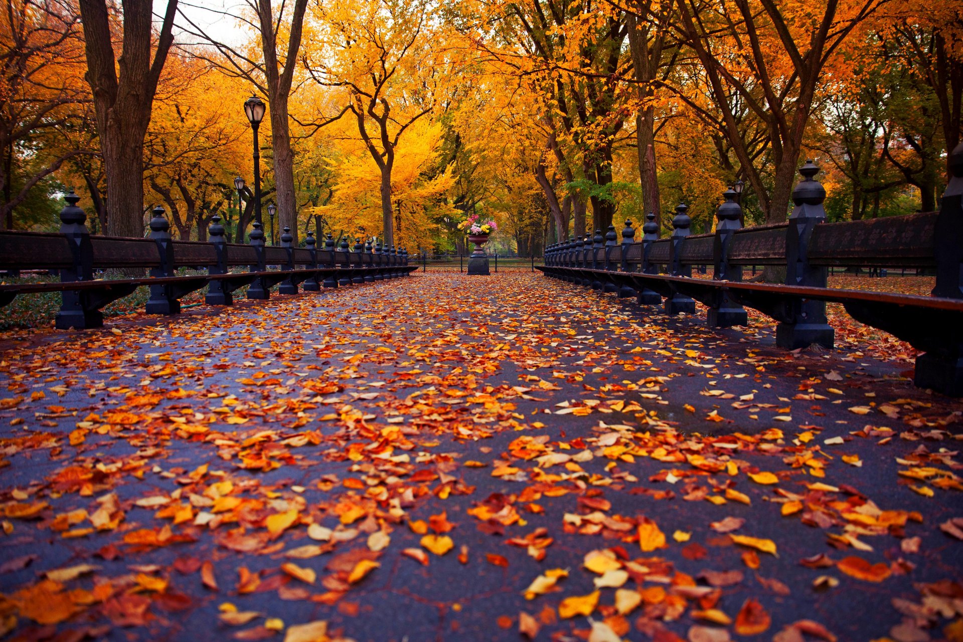 otoño naturaleza parque banco árboles hojas callejón nueva york ver paseo banco allley