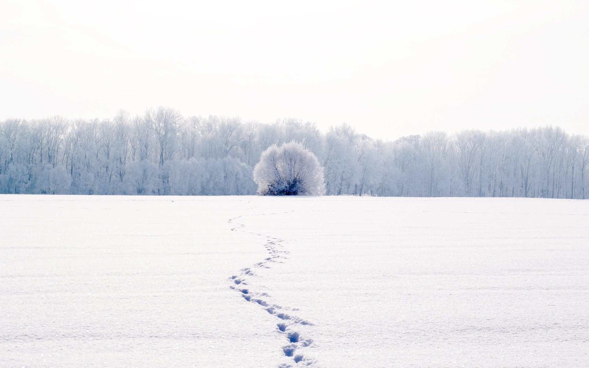 naturaleza paisaje invierno nieve frío blanco huellas árboles árbol fondo papel pintado widescreen pantalla completa widescreen widescreen