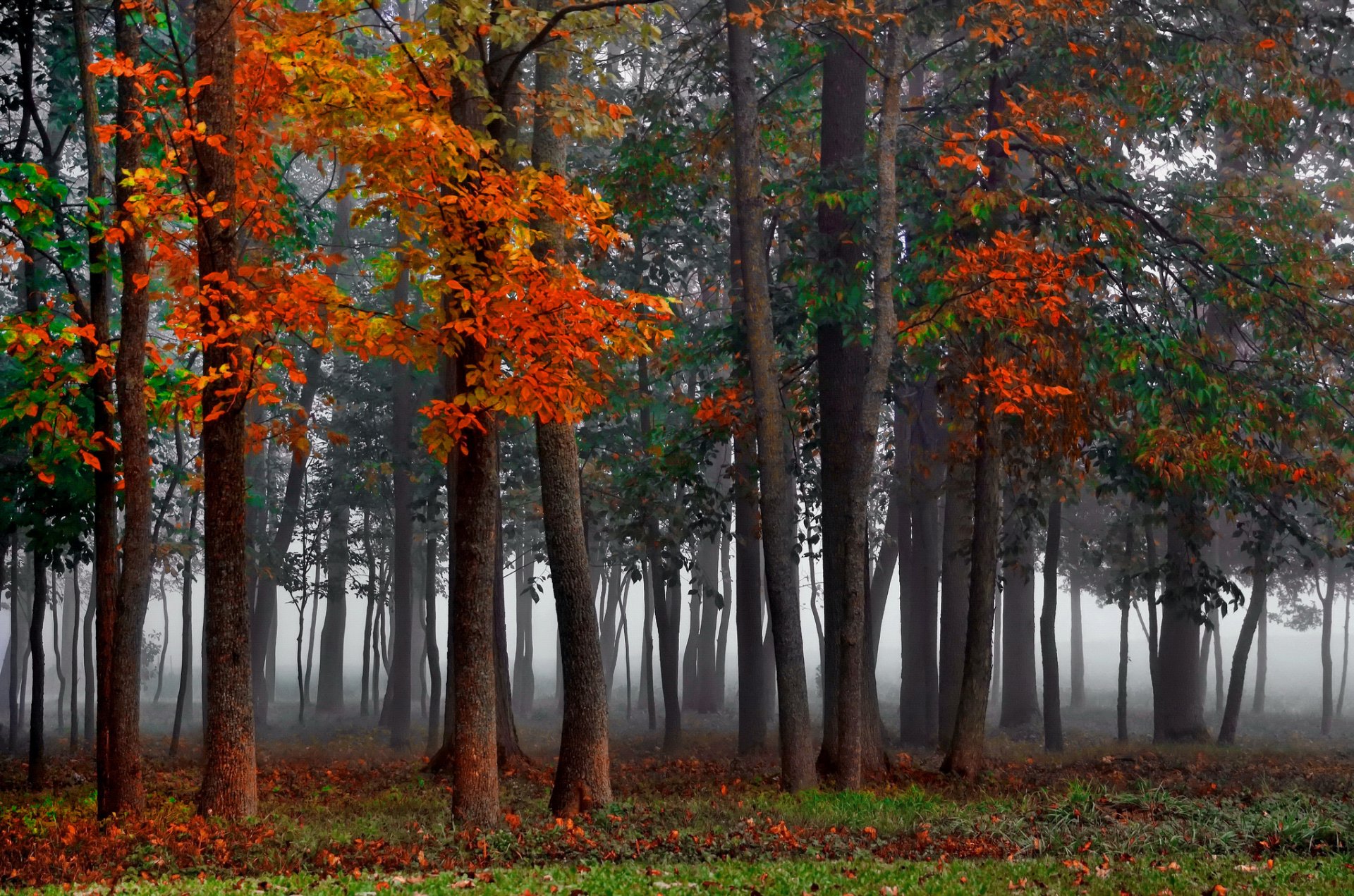 foresta nebbia autunno