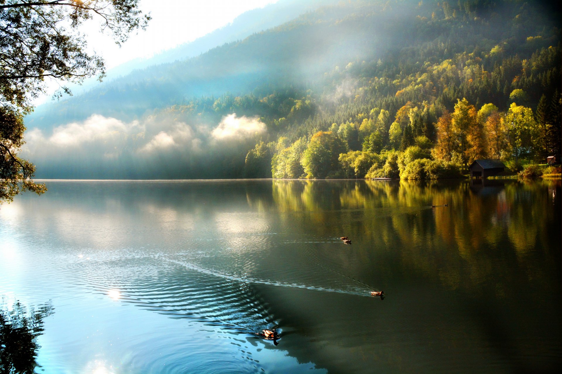 montagnes forêt brouillard lac canards matin