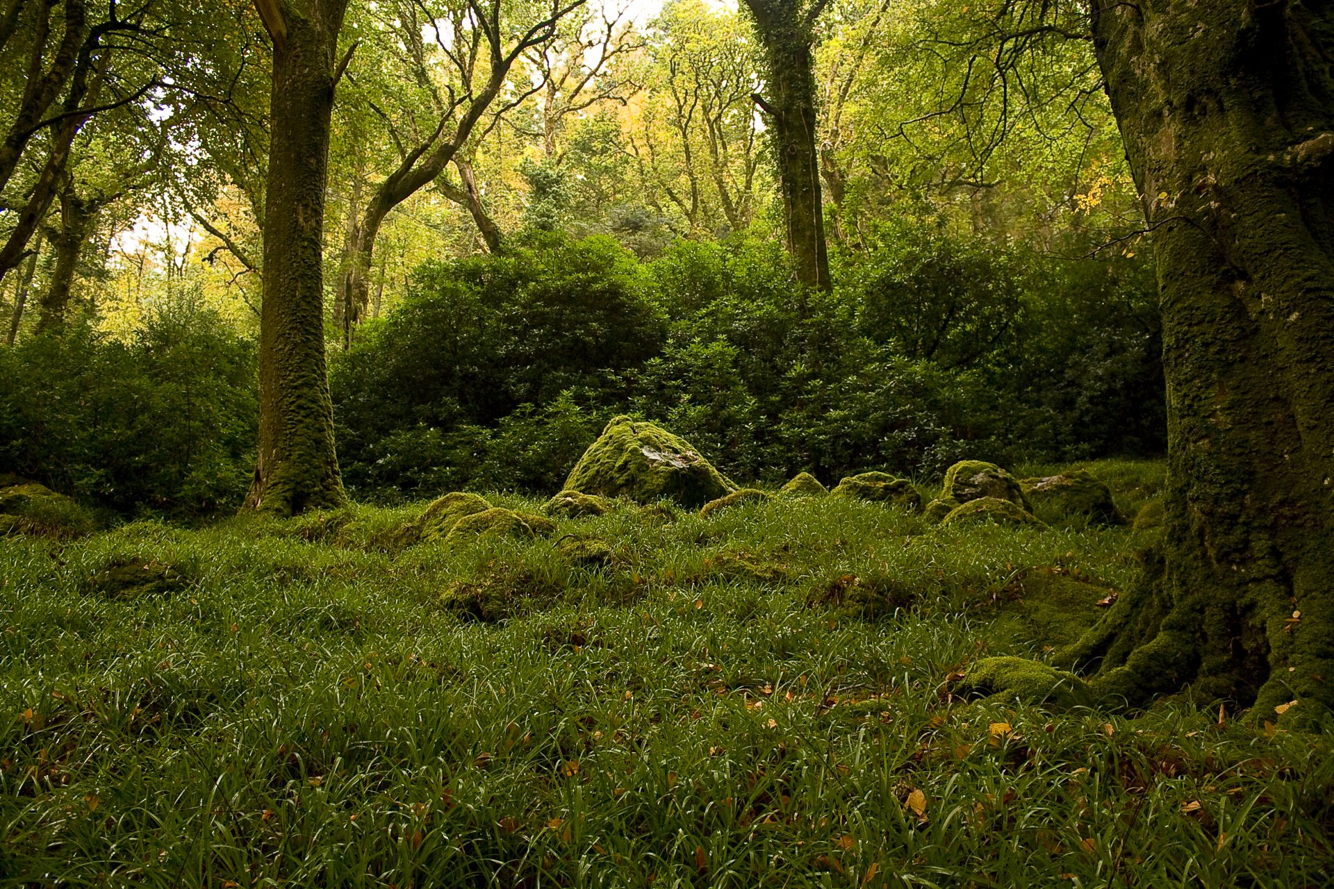 wald bäume büsche steine moos grüns