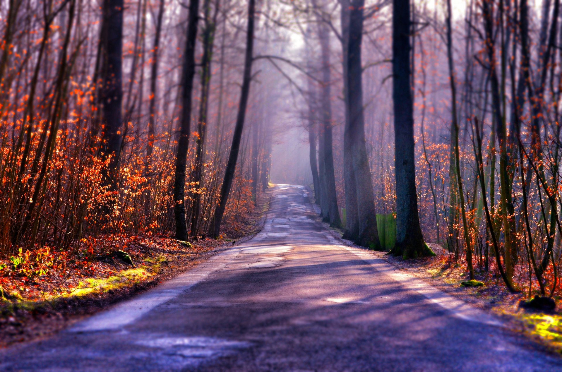 forêt route automne brouillard