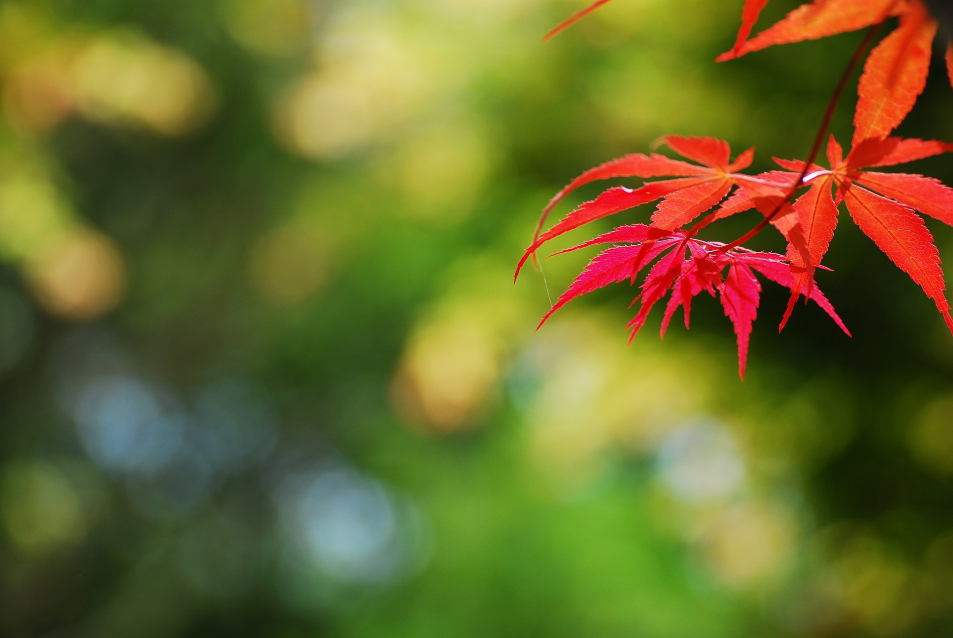 ramo foglie autunno rosso luci sfondo